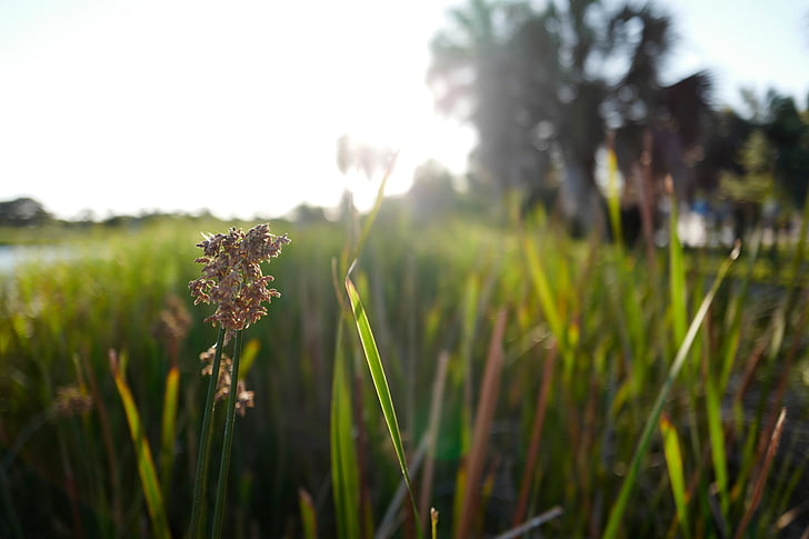 brown, plant, white, sky, green, grass, outdoor