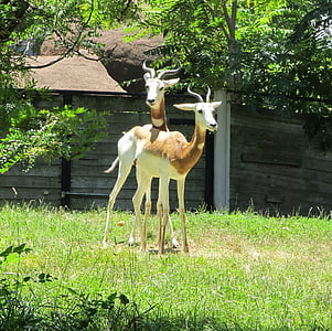 gazeller, antiloper, Wildlife, natur, dyr, kabinet, Zoo