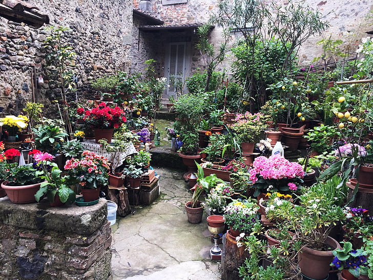 Anghiari, toskanske landsbyen, Toscana, blomster, blomst, anlegget, utendørs