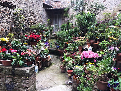 при Ангиари, тосканському селі, Тоскана, квіти, квітка, завод, на відкритому повітрі