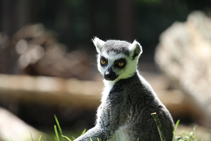 rintailed, lemur, money