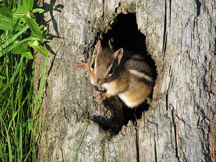 majhna severnoameriška veverica, drevo, narave, prosto živeče živali, srčkano, od blizu, veverica