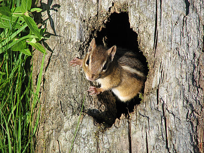 Chipmunk, strom, Príroda, voľne žijúcich živočíchov, milý, detailné, veverička