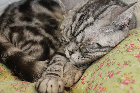 кошка, Спящая, домашнее животное, Сон, кошачьи, котенок, внутренние