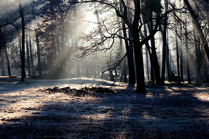 bosque, luz, Estado de ánimo, rayo de luz, morgenstimmung, invierno, árbol