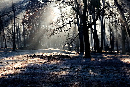 bosque, luz, Estado de ánimo, rayo de luz, morgenstimmung, invierno, árbol