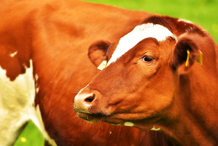 母牛, 牧场, 吃, 牛肉, 母牛, 自然, 牛