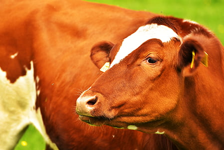 mucca, pascolo, mangiare, manzo, mucche, natura, bestiame