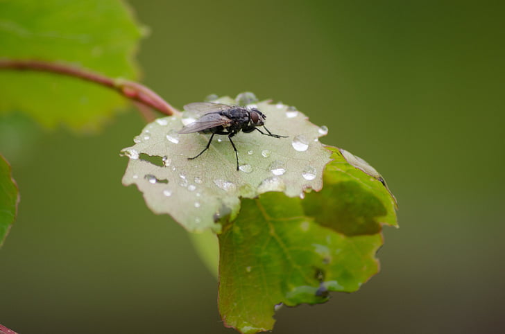 fly, leaf, bug, garden, summer, rain, wet