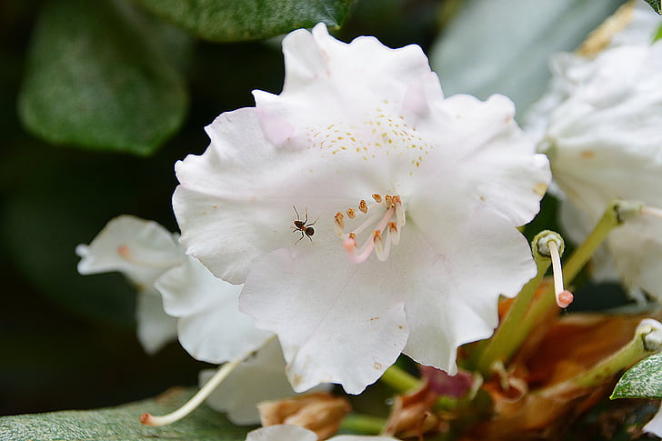 květ, k dispozici, Příroda, bílá, rododendron, závod, Flora