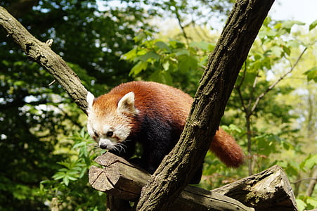Panda, Natura, ssak, czerwony panda, ogród zoologiczny, ładny