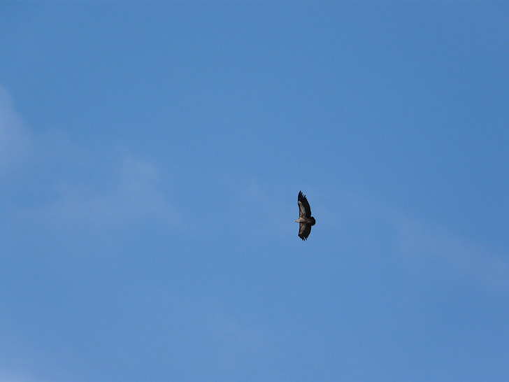 vautour moine, vulture, bird, raptor, sky, birds