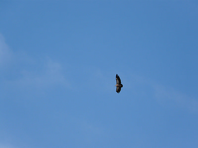 vautour moine, Hering, burung, burung raptor, langit, burung