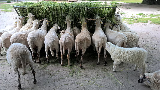 ovelhas, fazenda, jardim zoológico, vermes, Alemanha, Sachsen, Rheinhessen