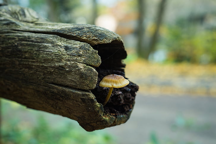 Осень, крупным планом, Осень, лесных грибов, грибы, Природа, фотографии природы