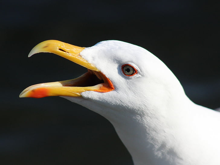 nero-backed gull, Gabbiano, uccello, uccelli acquatici, Gabbiano, mare, Close-up
