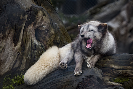 ledová liška, Fuchs, unavený, zívat, ležící, dřevo, zub