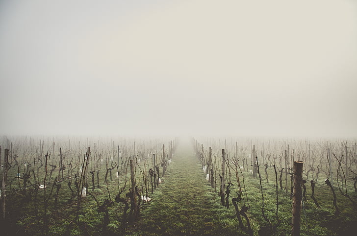 снимка, Грийн, поле, кафяв, клонове, мъгла, природата