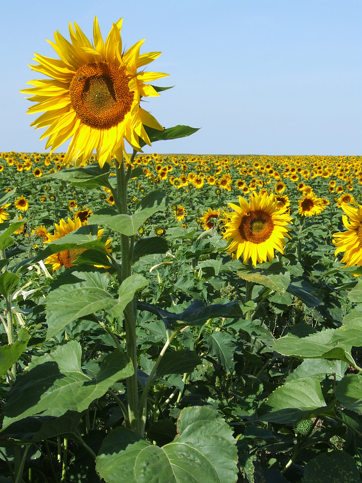 sunflowers, france, field, yellow, summer, provence, countryside