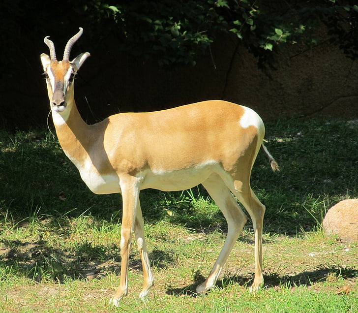 Gazelle, antilope, faune, nature, animal, enceinte, Zoo