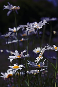 Marguerite, kukka, kasvi, Blossom, Bloom, Luonto, kesällä