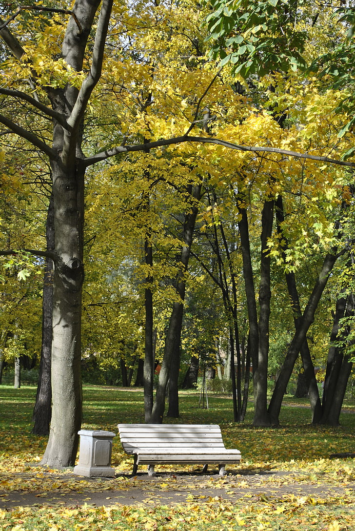 træ, Park, skov, natur, City park, Petersborg, Rusland