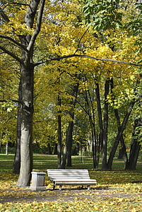 albero, Parco, foresta, natura, Parco della città, Petersburg, Russia