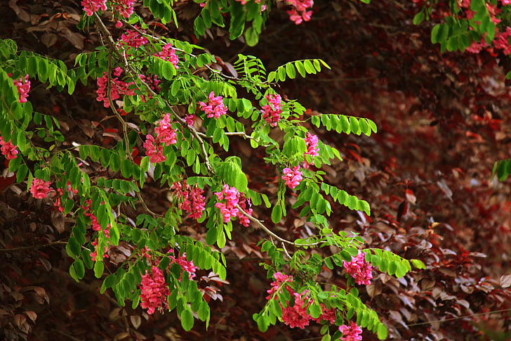 branch, flowers, tree, branches, leaves