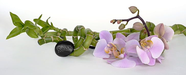 orchidea, fiore dell'orchidea, bambù, bambù di fortuna, relax, recupero, equilibrio