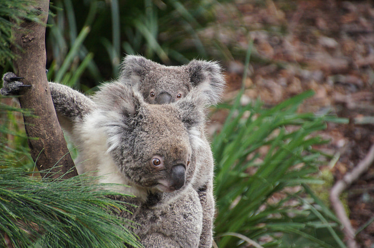 Coala, Austrália, urso coala, preguiçoso, descanso, animal, conservação da natureza
