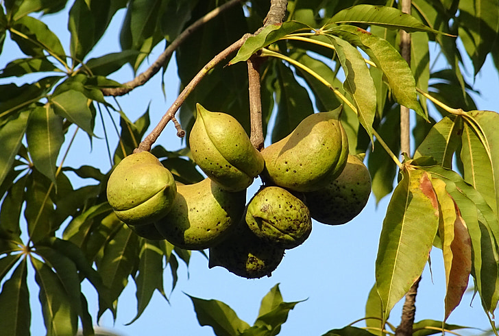 Obst, Samenkapsel, Sterculia foetida, unehelichen Poon Baum, Java-Olive tree, Hazel sterculia, wilden Mandelbaum