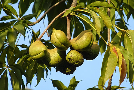 ผลไม้, ฝักเมล็ด, สำรองแช่โหม, ต้นไม้ bastard พูน, ต้นไม้มะกอก java, สำรองสีน้ำตาลแดงแช่, ต้นไม้ป่าอัลมอนด์