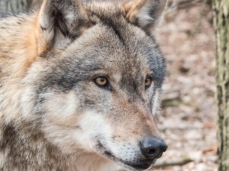 Wolf, vilde, kødædende, Wildlife park, Pack dyr, Predator, vilde dyr