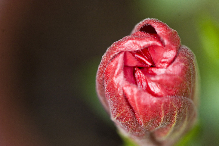 Bud, vaaleanpunainen, ihana, kukka, Luonto, terälehti, Bloom