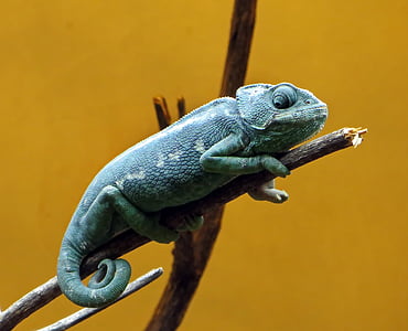 chameleon, reptile, dinosaur, colors, animal, blue, carnivore