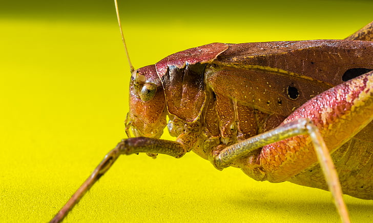 grasshopper, viridissima, insect, scare, chitin, close, nature