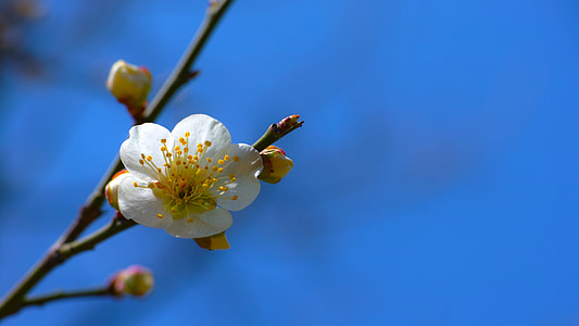prune, baekmae, fleurs de printemps, majestueux, dignité