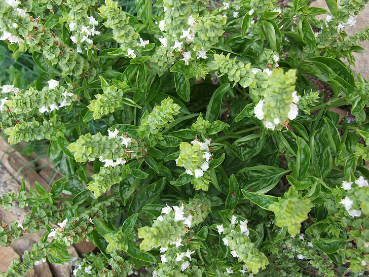 basil, spices, herb, plant