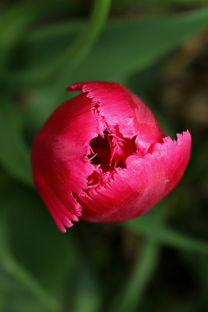 Tulip, bunga, merah muda, musim semi