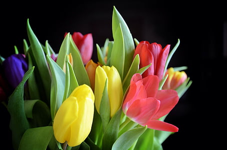 tulpės, puokštė, gėlės, žydėti, pavasarį, gėlė, Gamta