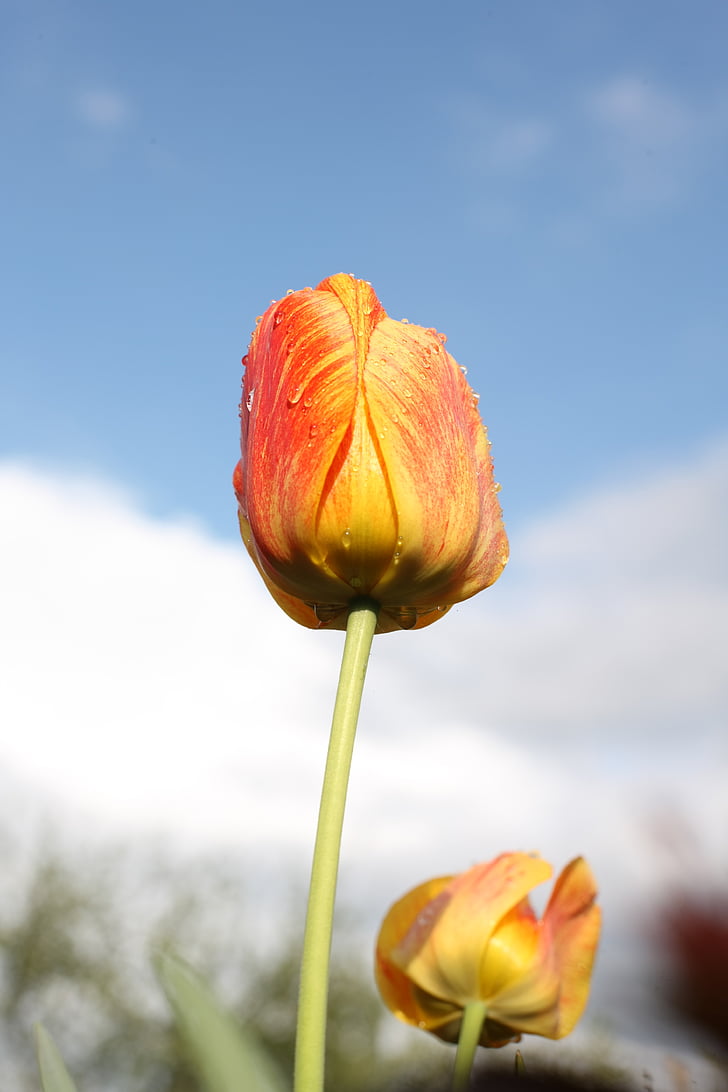 Tulipa, gelbrot, vermelho, amarelo, natureza, amarelo dourado, folhas