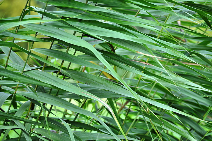 Reed, verde, natureza, estrutura, folha, planta, cor verde