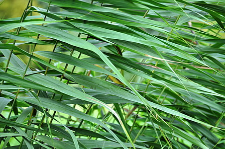 Reed, roheline, loodus, struktuur, lehed, taim, roheline värv