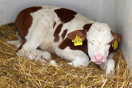 young calf, mountain cow, mountain calf, beef, bovine baby, bavaria, berchtesgaden