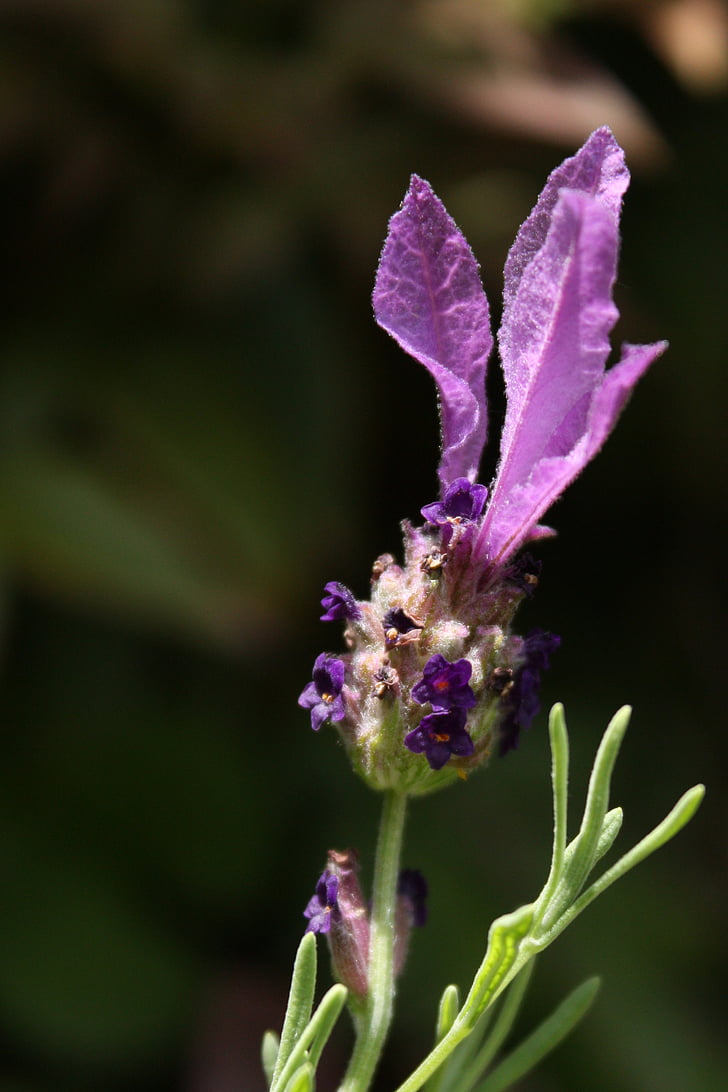 lavender, purple flower, lavender flower, nature, flower, plant, purple