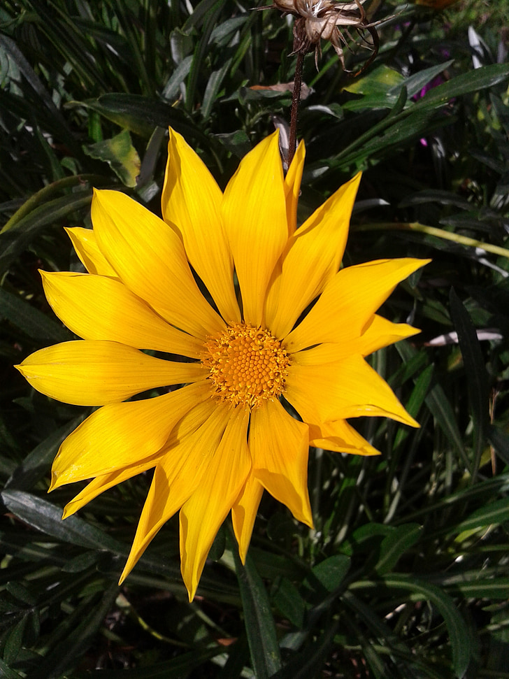 Gazania, fleur, jaune