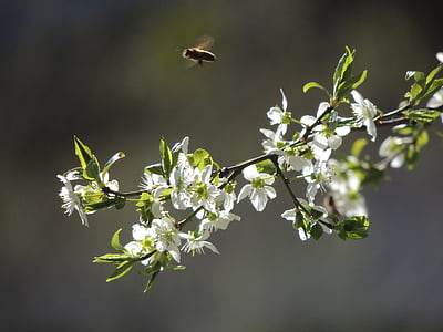 plante, nature, vert, fleurs blanc, Voir l’établissement, Direction générale de la, abeille