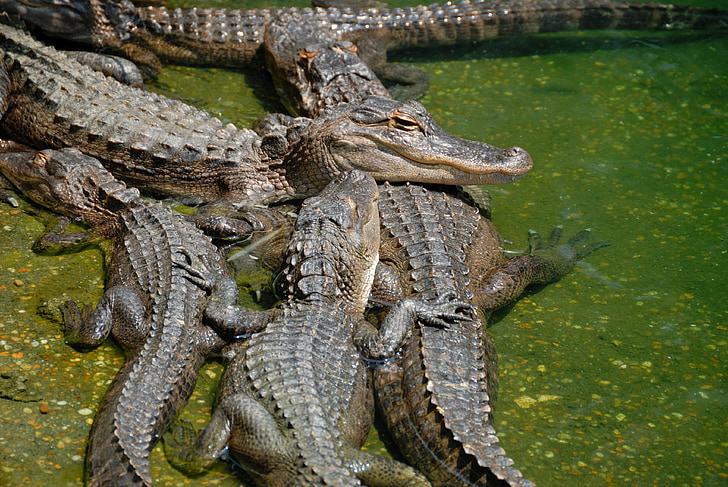 cocodrilos americanos, piel de cocodrilo, reptil, flora y fauna, animal, la Florida, naturaleza