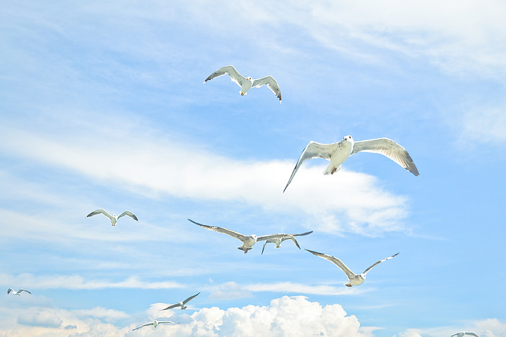 gulls, sky, bird against sky, bird, seagull, sea, summer