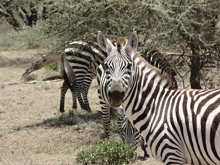 zebras, savannah, look